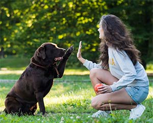 Homemade pet friendly weed killer recipe