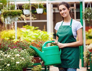 Homemade weed killer that kills everything